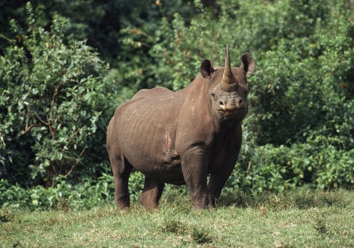 Photograph by Steve Raymer/National Geographic